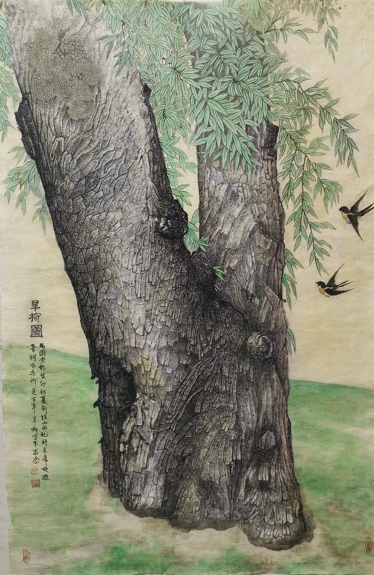 旱柳圖