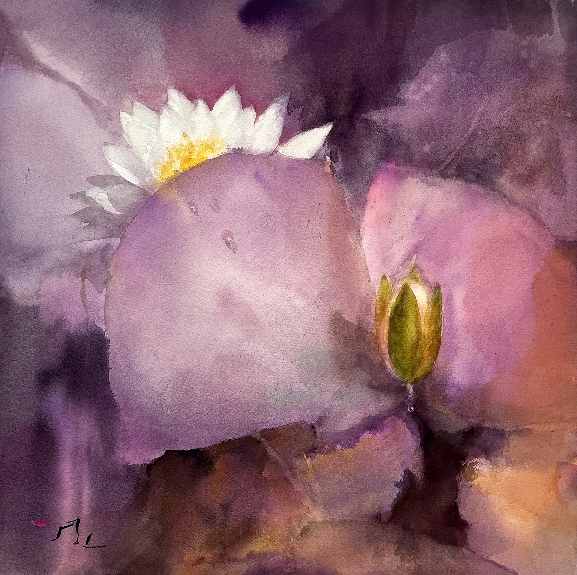 Water lily